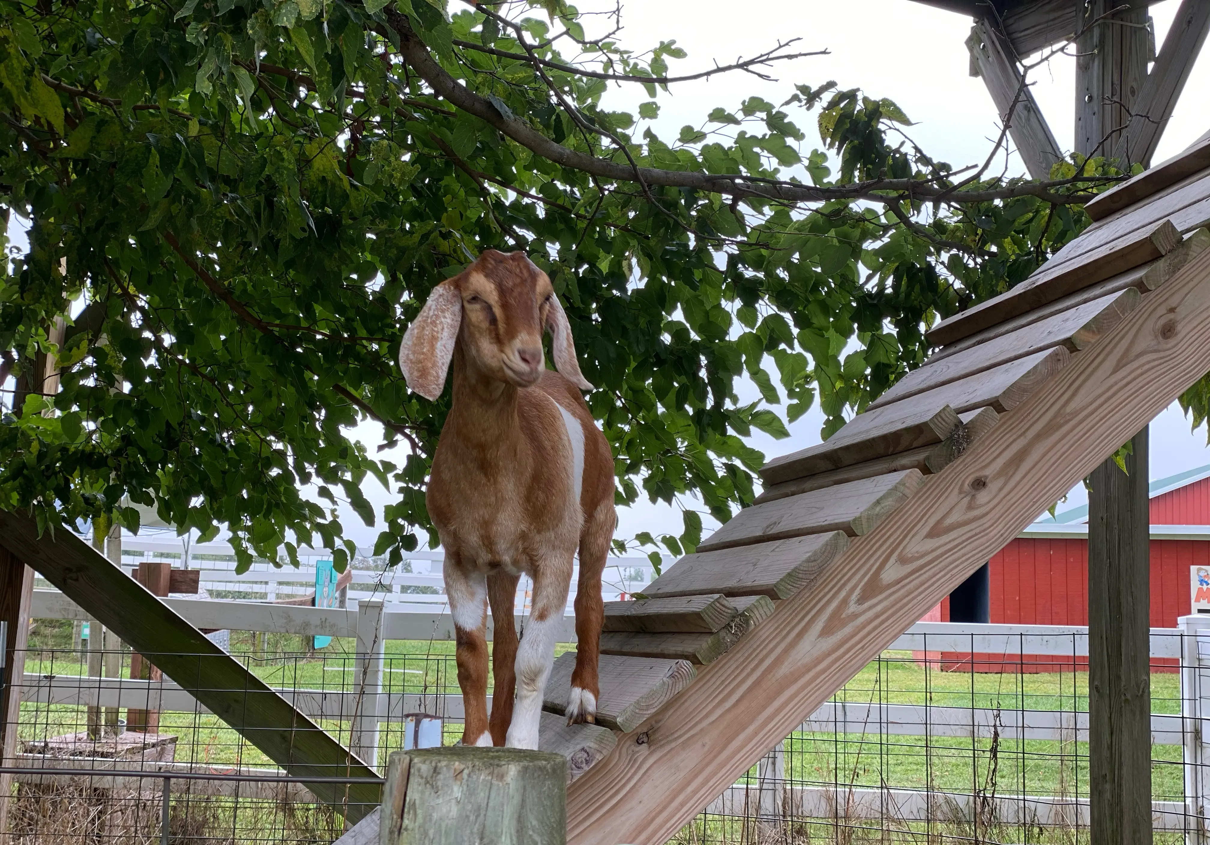 Tree climbing goats