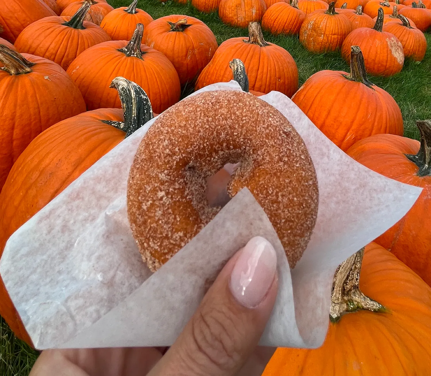 Doughnuts food at Amazing Acres