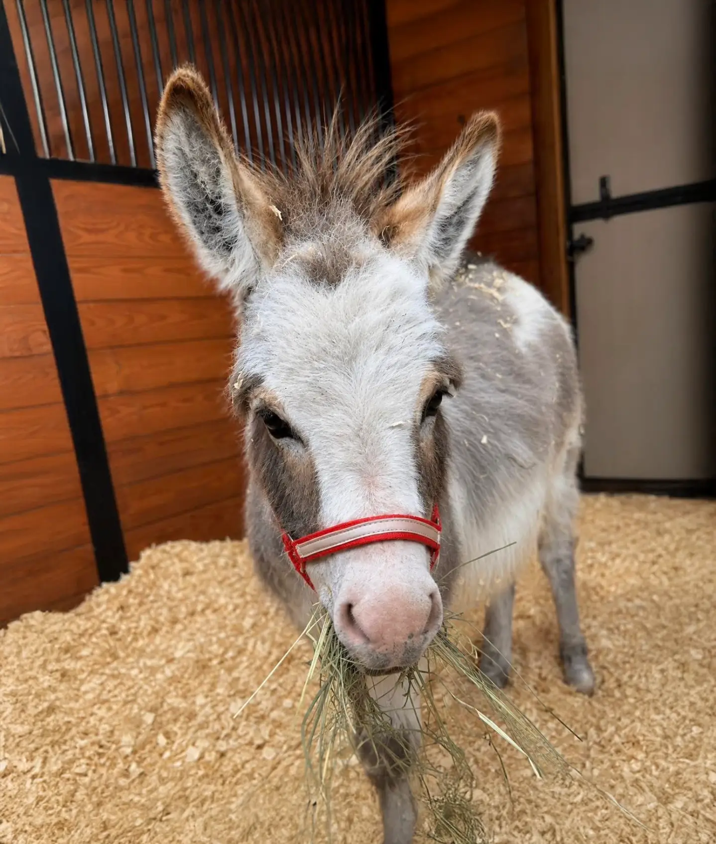 Waffles the Donkey