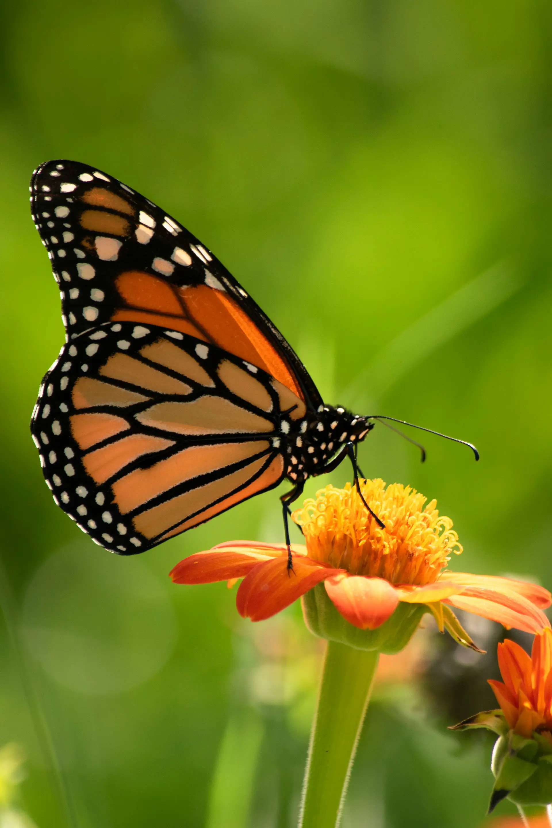 Monarch butterfly